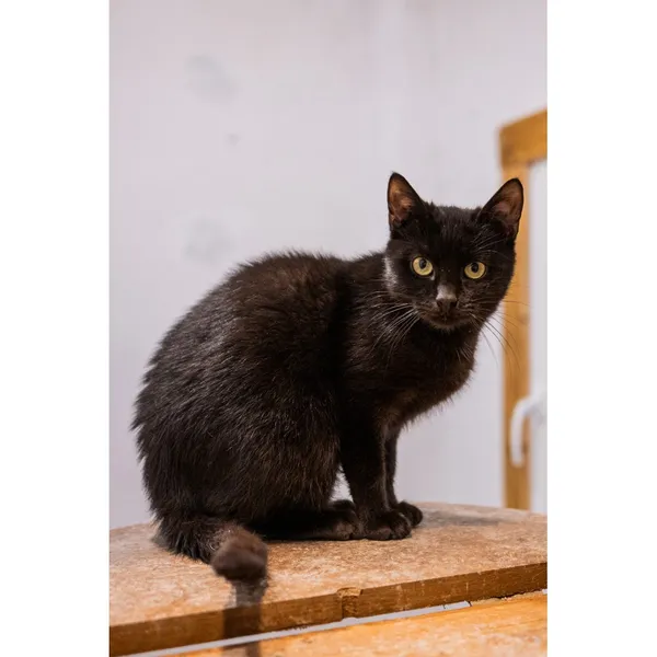 Znaleziono kota, Białystok, 17 lipca 2024 (3/4)