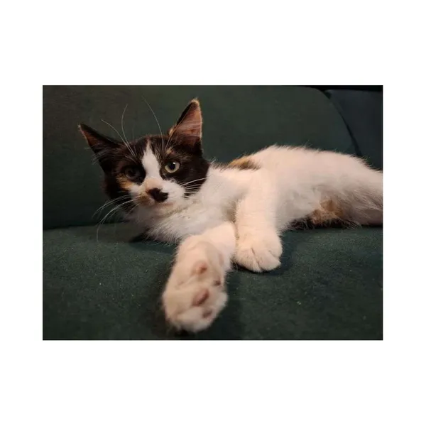 Znaleziono kota, Białystok, 28 sierpnia 2024 (2/5)