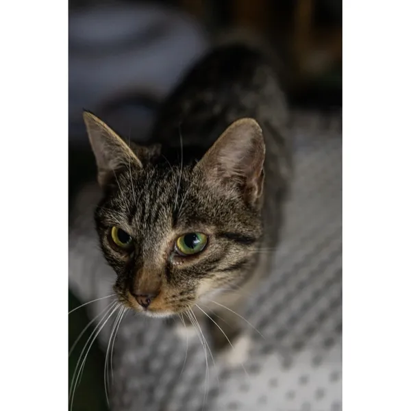 Znaleziono kota, Białystok, 16 września 2024 (1/4)