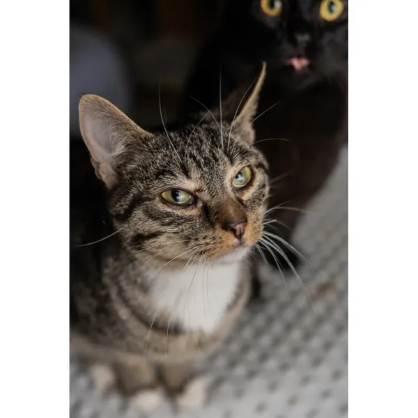 Znaleziono kota, Białystok, 16 września 2024 (2/4)