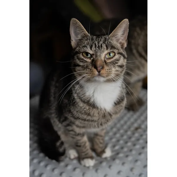 Znaleziono kota, Białystok, 16 września 2024 (3/4)