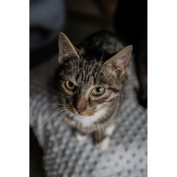 Znaleziono kota, Białystok, 16 września 2024 (4/4)