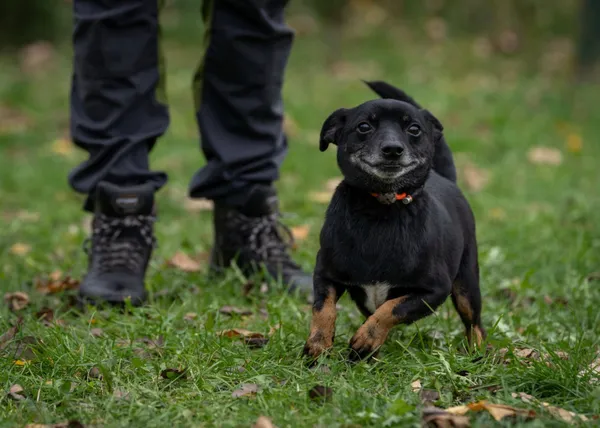Pies do adopcji, Bełchatów, 10 września 2024 (4/5)