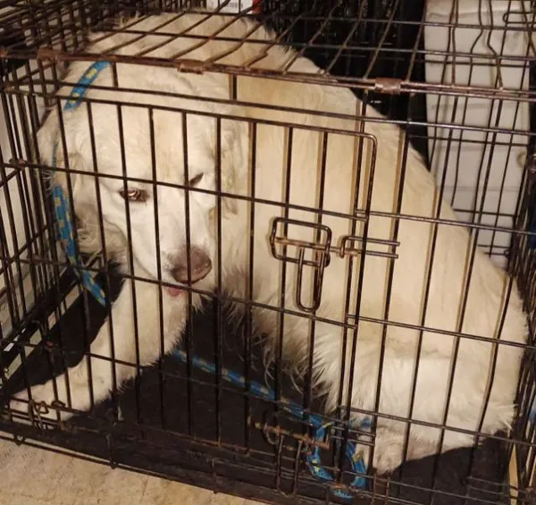 Znaleziono psa, Radom, 18 listopada 2024