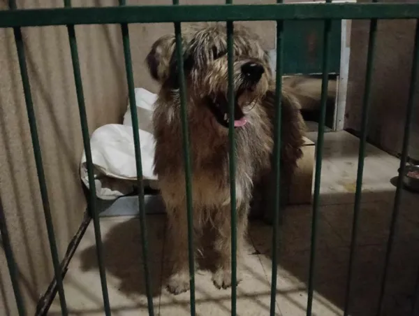 Znaleziono psa, Toruń, 17 listopada 2024