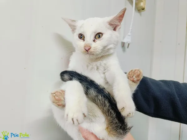 Kot do adopcji, Racławice, 13 listopada 2024 (1/5)