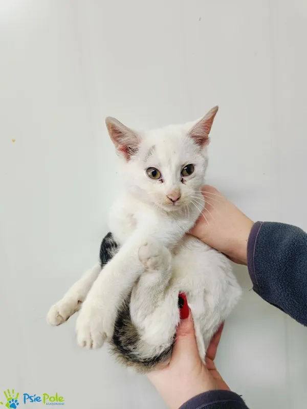 Kot do adopcji, Racławice, 13 listopada 2024 (3/5)