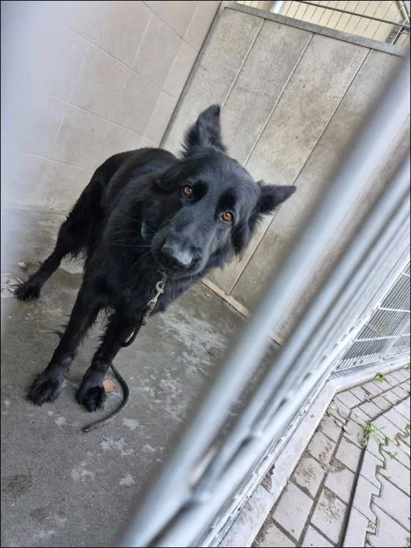 Znaleziono psa, Grudziądz, 21 listopada 2024