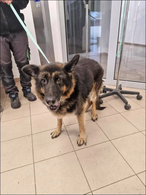 Znaleziono psa, Grudziądz, 21 listopada 2024