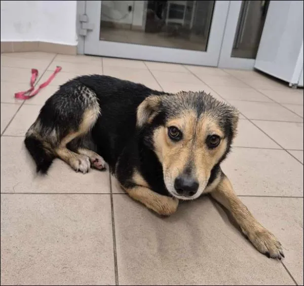 Znaleziono psa, Grudziądz, 20 listopada 2024