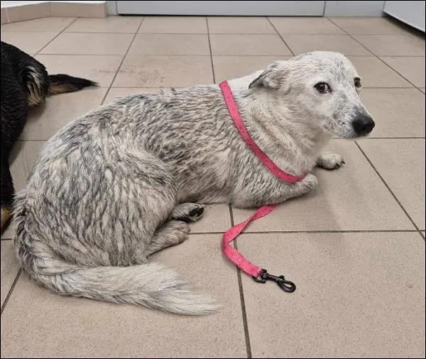 Znaleziono psa, Grudziądz, 20 listopada 2024