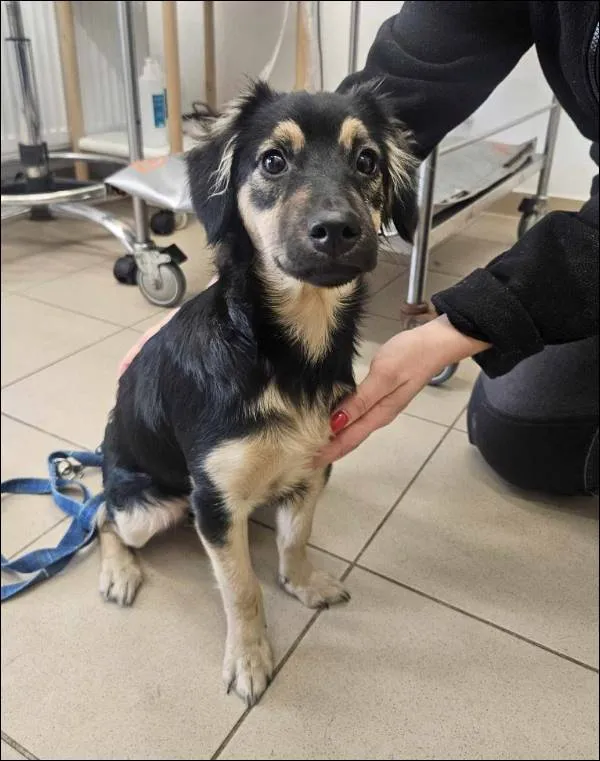 Znaleziono psa, Grudziądz, 22 listopada 2024