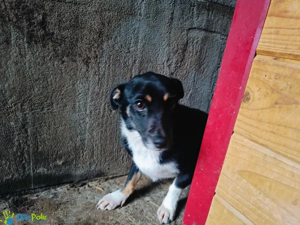 Znaleziono psa, Racławice, 15 listopada 2024 (2/3)