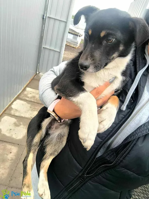 Znaleziono psa, Racławice, 15 listopada 2024 (3/3)