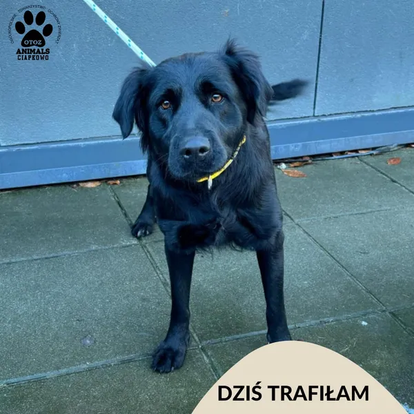 Znaleziono psa, Gdynia, 21 listopada 2024