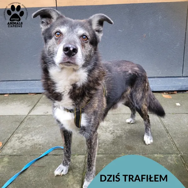 Znaleziono psa, Gdynia, 20 listopada 2024