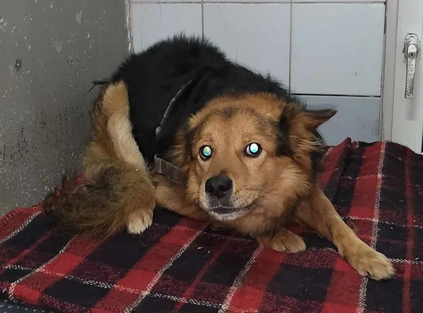 Znaleziono psa, Lublin, 21 listopada 2024