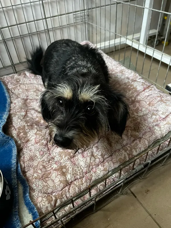 Pies do adopcji, Orzechowce, 22 listopada 2024 (3/3)