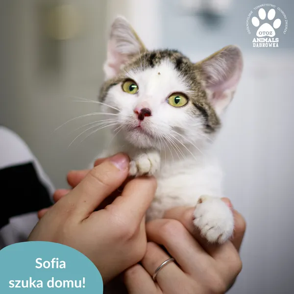 Kot do adopcji, Dąbrówka, 22 listopada 2024 (1/2)