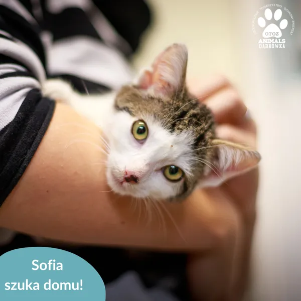 Kot do adopcji, Dąbrówka, 22 listopada 2024 (2/2)