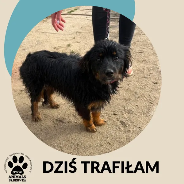 Kot do adopcji, Dąbrówka, 9 czerwca 2026