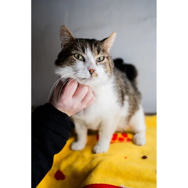 Znaleziono kota, Białystok, 22 listopada 2024 (2/4)