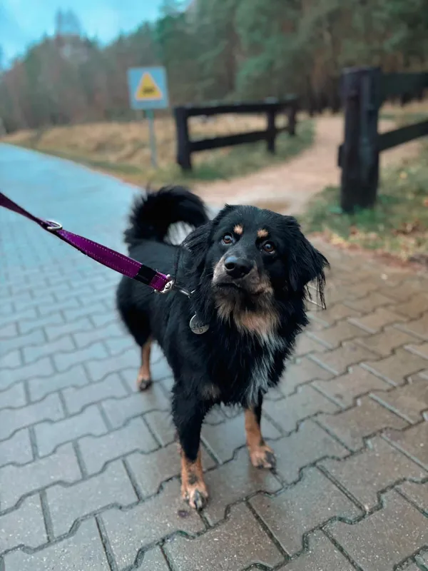 Pies do adopcji, Dobra, 24 października 2024 (1/2)