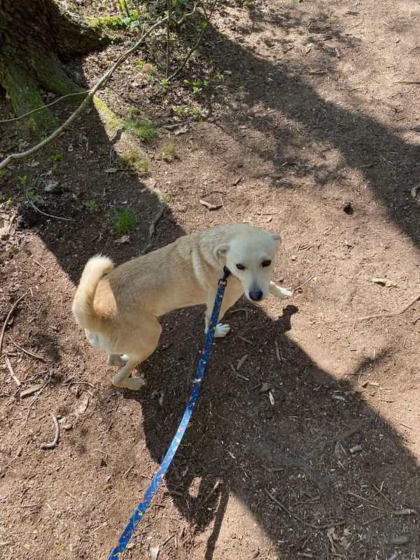 Pies do adopcji, Sosnowice, 18 listopada 2024 (1/3)