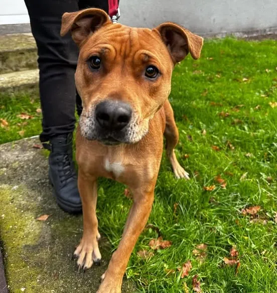 Pies do adopcji, Sosnowice, 12 listopada 2024 (1/2)