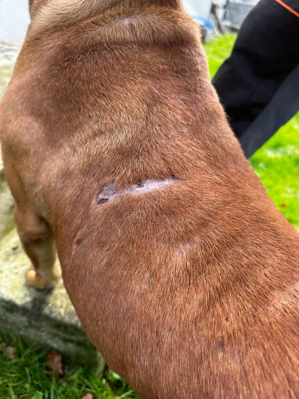 Pies do adopcji, Sosnowice, 12 listopada 2024 (2/2)