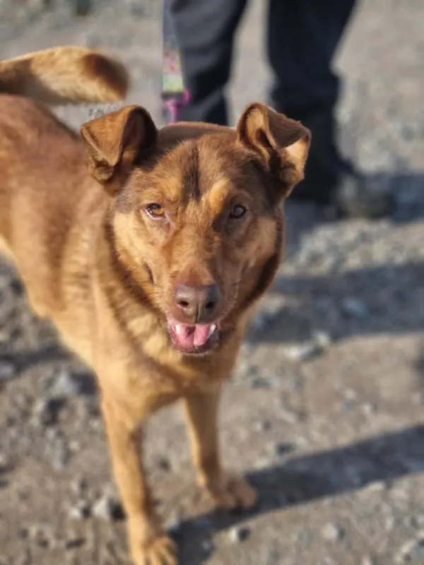 Znaleziono psa, Żywiec, 23 listopada 2024 (3/5)