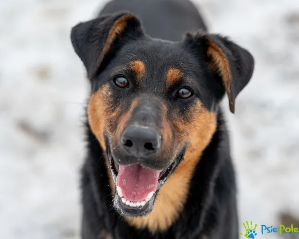 Pies do adopcji, Racławice, 21 listopada 2024 (1/5)