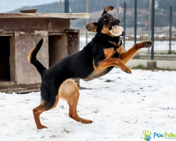 Pies do adopcji, Racławice, 21 listopada 2024 (5/5)