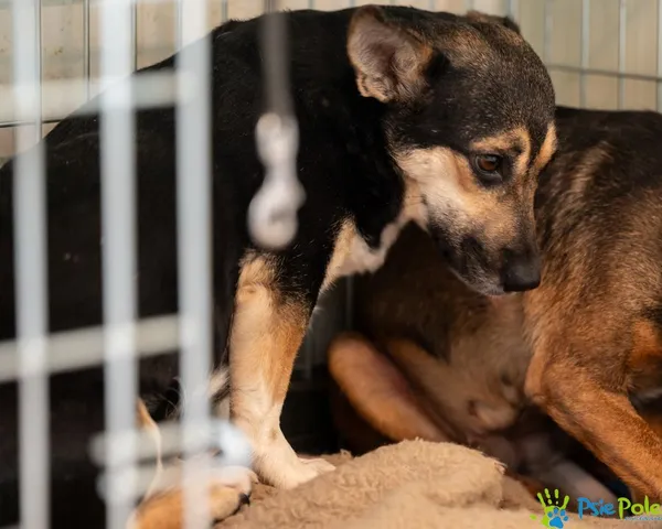 Pies do adopcji, Racławice, 22 listopada 2024 (1/4)