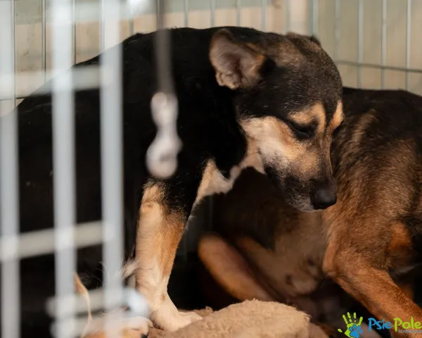Pies do adopcji, Racławice, 22 listopada 2024 (2/4)