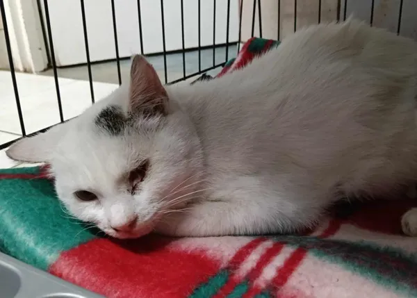 Znaleziono kota, Toruń, 21 listopada 2024