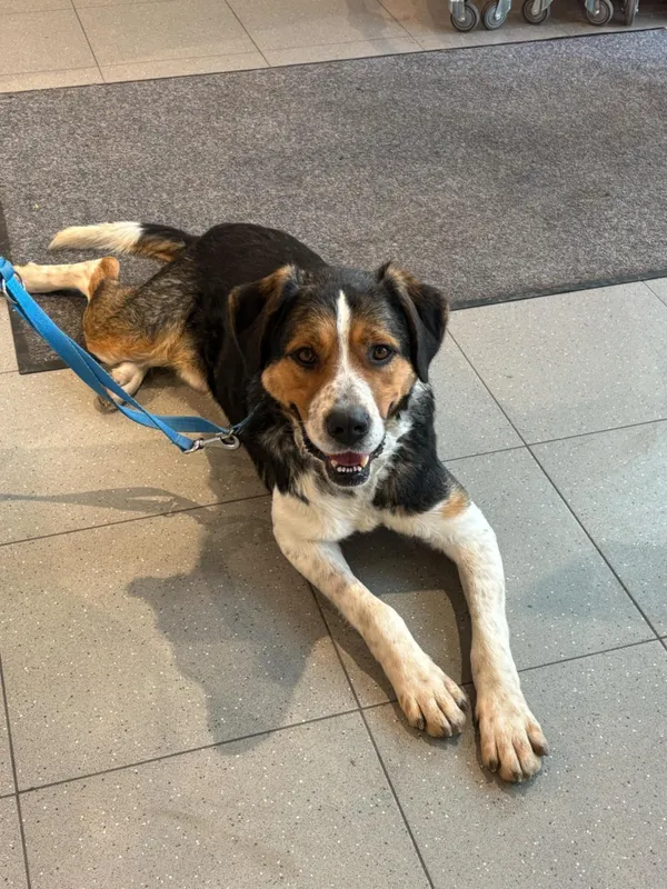 Pies do adopcji, Orzechowce, 24 listopada 2024 (3/4)