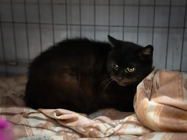 Znaleziono kota, Sosnowiec, 23 listopada 2024 (1/5)