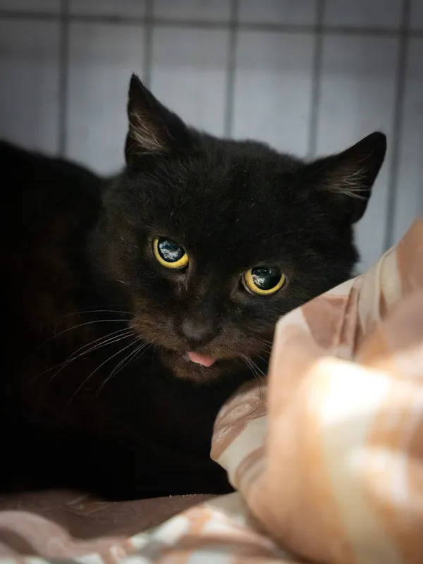 Znaleziono kota, Sosnowiec, 23 listopada 2024 (2/5)