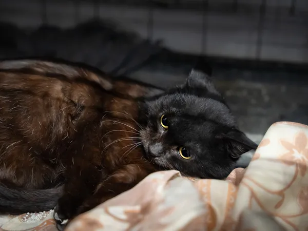 Znaleziono kota, Sosnowiec, 23 listopada 2024 (3/5)