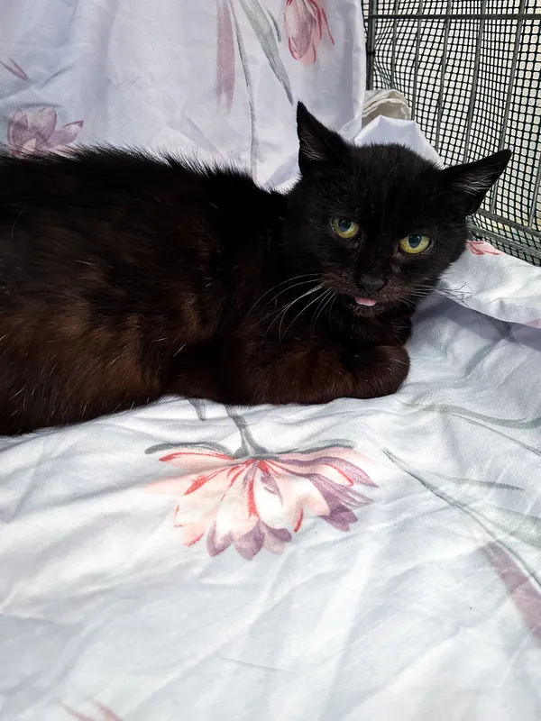 Znaleziono kota, Sosnowiec, 23 listopada 2024 (4/5)