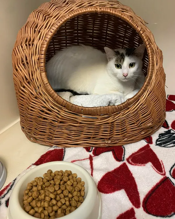 Kot do adopcji, Orzechowce, 24 listopada 2024 (1/5)