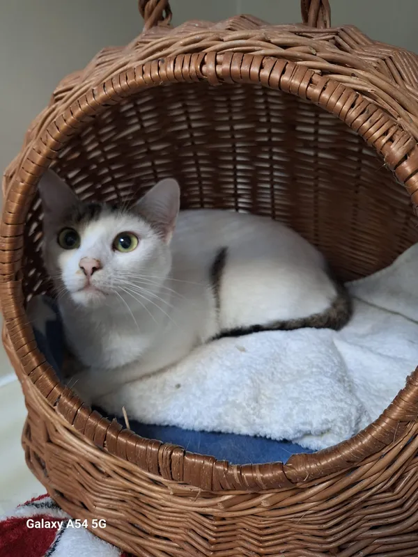 Kot do adopcji, Orzechowce, 24 listopada 2024 (4/5)