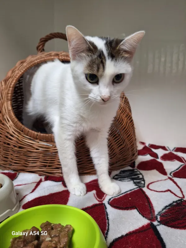 Kot do adopcji, Orzechowce, 24 listopada 2024 (5/5)