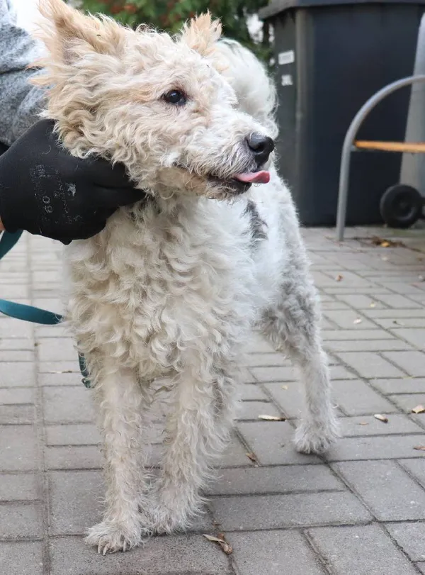 Znaleziono psa, Łódź, 5 sierpnia 2025 (1/5)