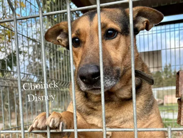 Pies do adopcji, Przyborówko, 13 lutego 2026 (3/4)