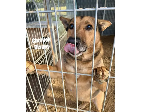 Pies do adopcji, Przyborówko, 13 lutego 2026 (4/4)