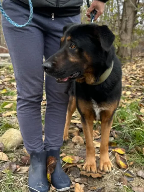 Pies do adopcji, Żywiec, 27 listopada 2024 (1/5)