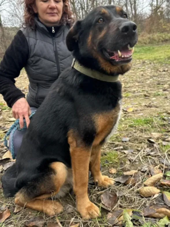 Pies do adopcji, Żywiec, 27 listopada 2024 (2/5)