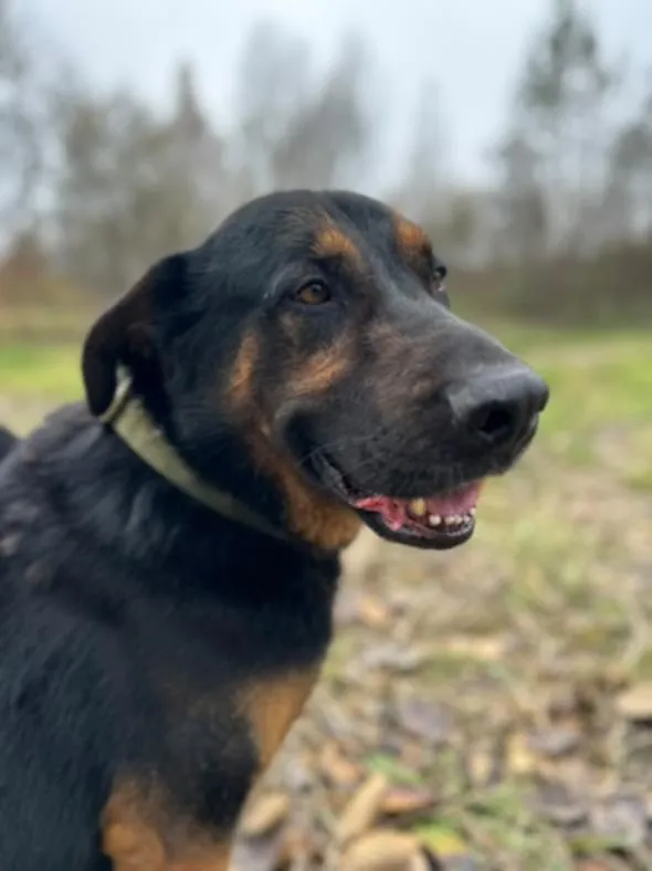 Pies do adopcji, Żywiec, 27 listopada 2024 (3/5)